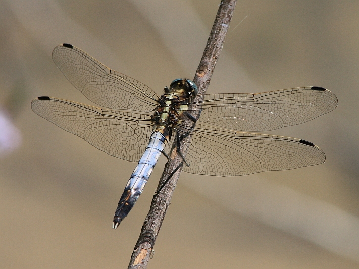 IMG_1507 White-tailed Skimmer  Orthetrum albistylum male.JPG